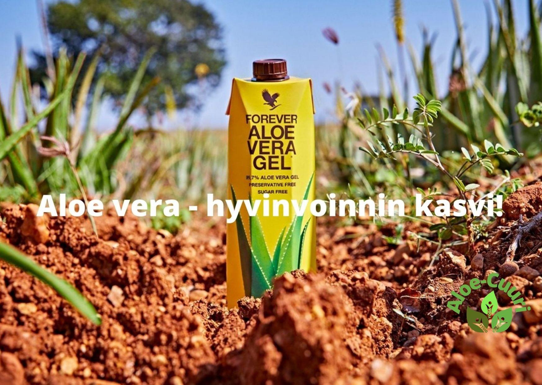 Aloe vera